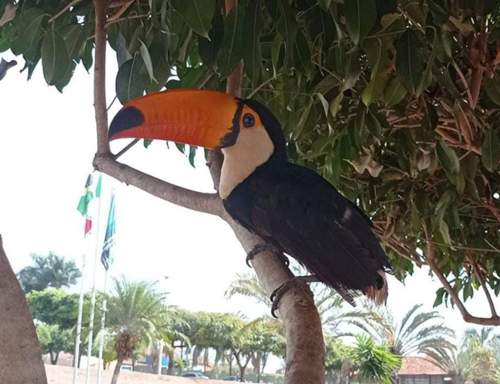animais-1