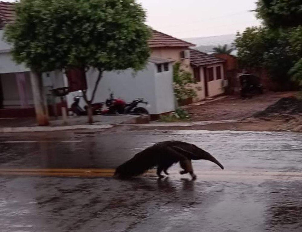 animais-2